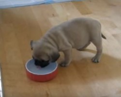 (VIDEO) This Pug and French Bulldog Mix is so Cute I Can’t Even Handle It!
