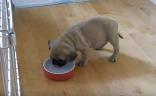 pug mix puppy drinking water