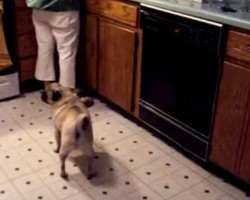 (VIDEO) Pug Hears the Sound of a Blender. How He Responds? I Guarantee You’ve NEVER Seen a Response Like This!