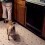 (VIDEO) Pug Hears the Sound of a Blender. How He Responds? I Guarantee You’ve NEVER Seen a Response Like This!