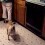 Pug Imitates the Sound of a… Blender?! This is SO Hilarious I Can’t Stop Laughing!