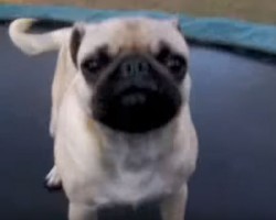(VIDEO) You Won’t be Able to Stop Laughing Over This Extremely Hyper Pug on a Trampoline!