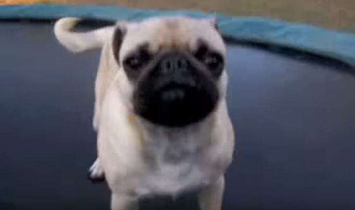 pug on a trampoline