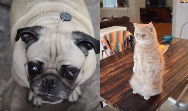 pug pranked by cat