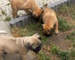 (VIDEO) Watch Some Sweet and Sassy Puppy Pals Have a Ball in the Garden!