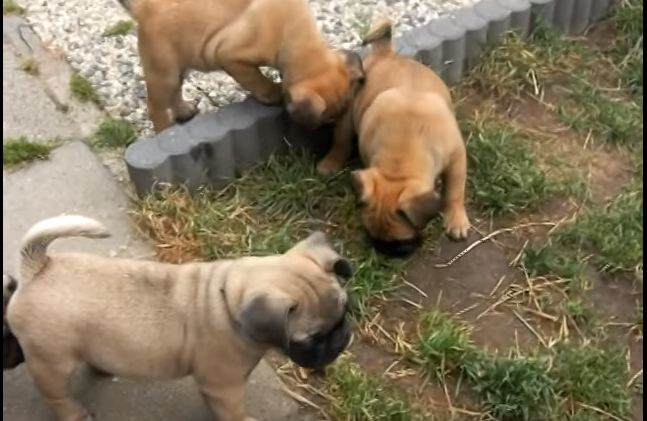 pug puppies exploring