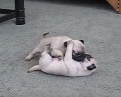 Brother and Sister 4-Week-Old Pug Puppies Are Sooo Cute, I Can’t Even!