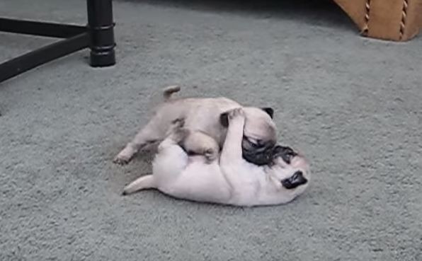 pug puppies playing