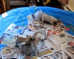 (VIDEO) This Sweet, Sweet Pug Puppy Playtime Will Make You Smile… All Day Long!