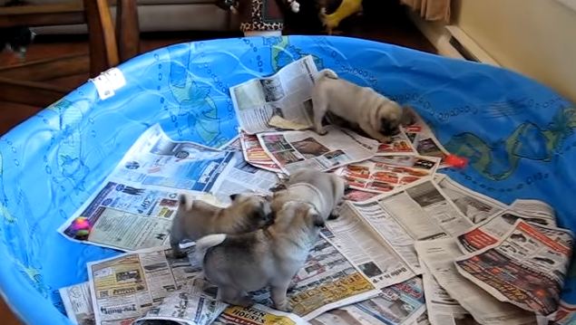 pug puppies playing