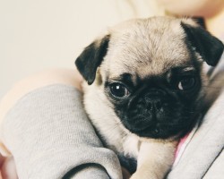5 of the Cutest Dog Breeds EVER… as Puppies!