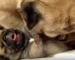 (VIDEO) Watching These Adorable Pug Puppies Get a Bath Will Give You Some Serious Feels!