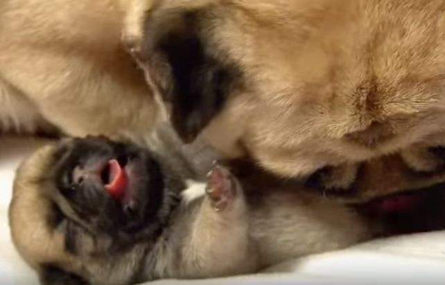 pug puppy bath time