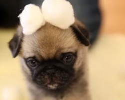 Cute Pug Puppy Explores Her New Cotton Ball Land and Now I’m Melting