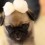 Cute Pug Puppy Explores Her New Cotton Ball Land and Now I’m Melting