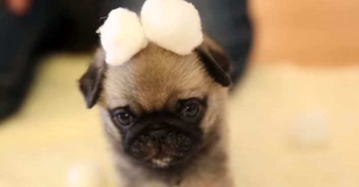 pug puppy with cotton balls