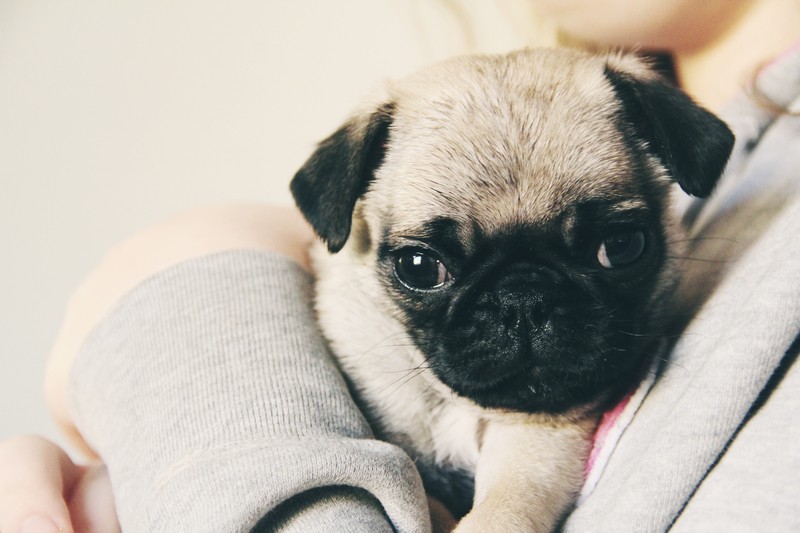 pug puppy