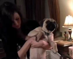 When a Pug Wants His Food NOW, and He isn’t Afraid to Show it – LOL!