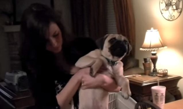 pug screaming