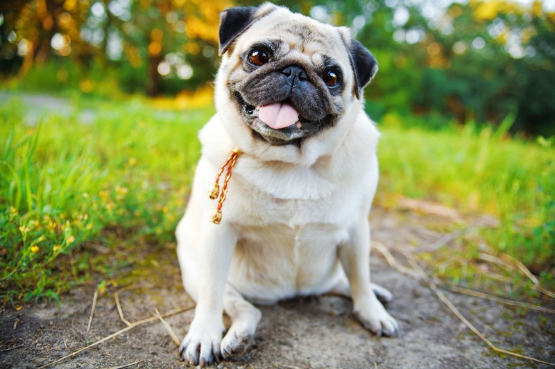 pug smiling photoshoot