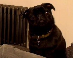 Adorable Pug Knows it’s Time it is for a… Watch How He Acts, it’s Hilarious!