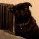 Adorable Pug Knows it’s Time it is for a… Watch How He Acts, it’s Hilarious!