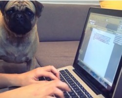Need Some Help With Your Homework?! This Study Buddy is the Cutest One Yet!