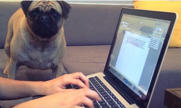 pug study buddy