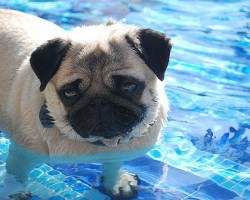 All Dogs Have the Instinct to Swim, But Does This Mean All Dogs CAN Swim?!
