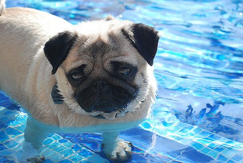 pug swimming