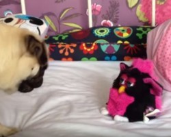 (VIDEO) When a Pug Meets Furby the Toy How They Interact is Downright Comical