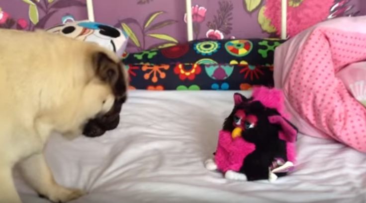 pug vs furby toy