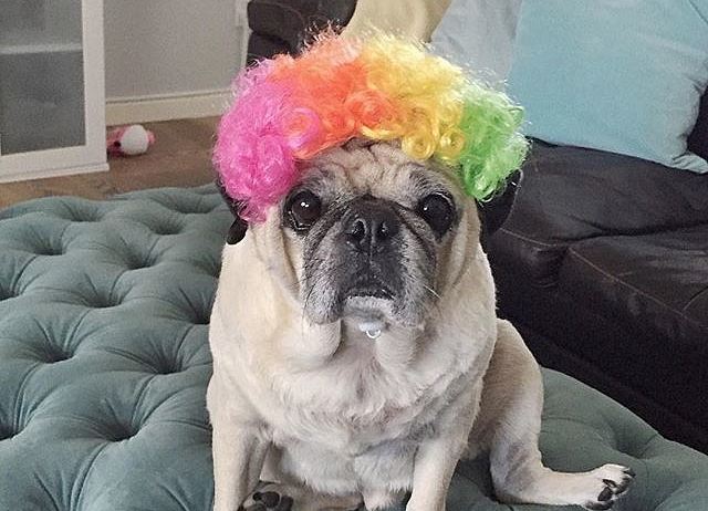 pug with colorful hair wig