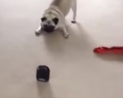 (VIDEO) Wait Until You See How This Pug Reacts to a Fart Machine – I Can’t Stop Laughing!
