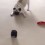 (VIDEO) Wait Until You See How This Pug Reacts to a Fart Machine – I Can’t Stop Laughing!