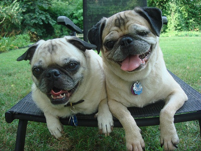 pugs sitting outside together