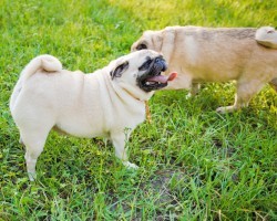 With These 6 Tips, Fido Can Help You Go ‘Green!’