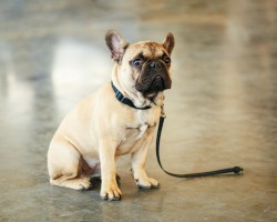 Why Do We Train a Dog to Sit and is it Really That Relevant?