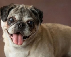 Discover How One Woman is Helping Senior Dogs Get Noticed – This Brought Me to Tears!