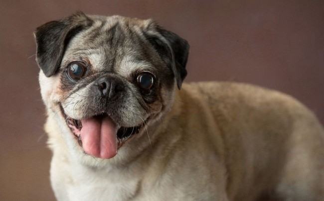 senior pug smiling