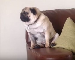 (VIDEO) The Struggle is Real… for These Doggies Who Are Trying SO HARD to Resist the Urge to Sleep!