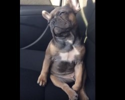 Cute French Bulldog Tries His Hardest to Stay Awake and We Can’t Help But Smile