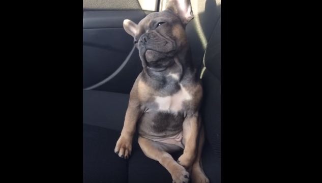 sleepy Frenchie