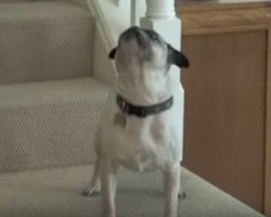 Aww, Harley the Pug is One Sweet Talker – Watch to See What He Says to His Mom!