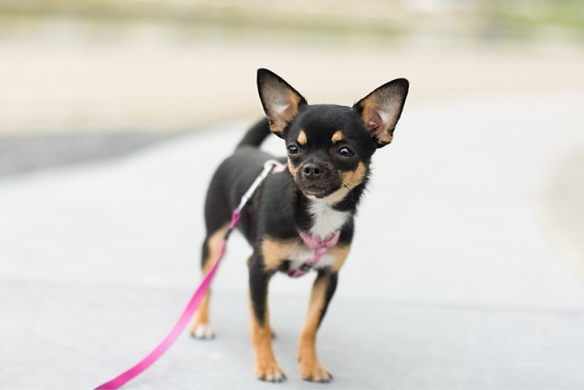 walking a CHIHUAHUA with a loose leash