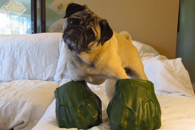 pug hulk