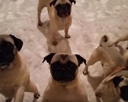 (VIDEO) It’s Time for 5 Pugs to Go to Bed. What Happens Right Before Bed Time? Keep an Eye on Their Faces… LOL!