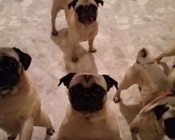 (Video) It’s Time for 5 Pugs to Go to Bed. What Happens Next? Keep an Eye on Their Faces… LOL!