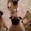 (VIDEO) It’s Time for 5 Pugs to Go to Bed. What Happens Right Before Bed Time? Keep an Eye on Their Faces… LOL!