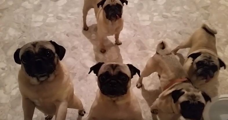 5 pugs wanting a treat
